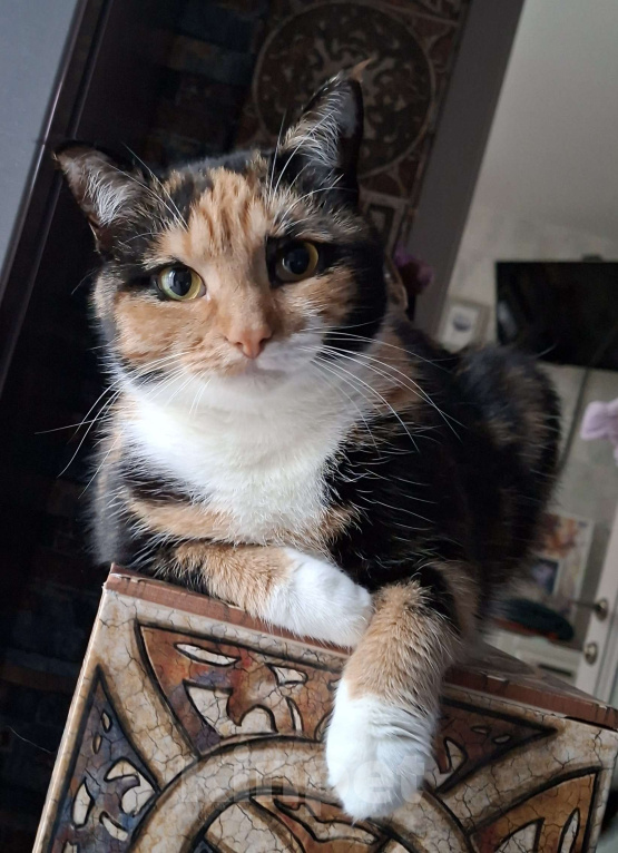 Кошки в Москве: Уютная спокойная кошечка Мармуська в добрые ручки Девочка, Бесплатно - фото 6