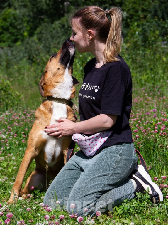 Собаки в Королеве: Шайн ищет дом Девочка, Бесплатно - фото 4