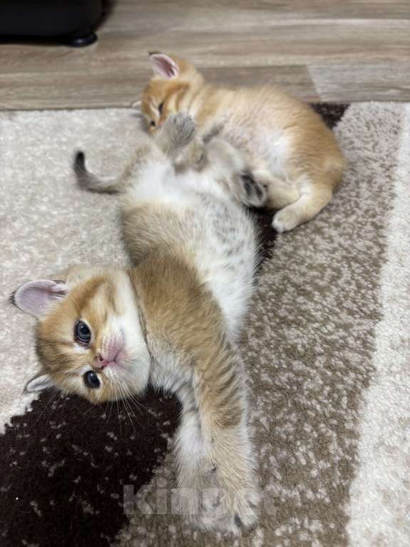 Кошки в Пензе: Шотландские Девочка, 18 000 руб. - фото 5