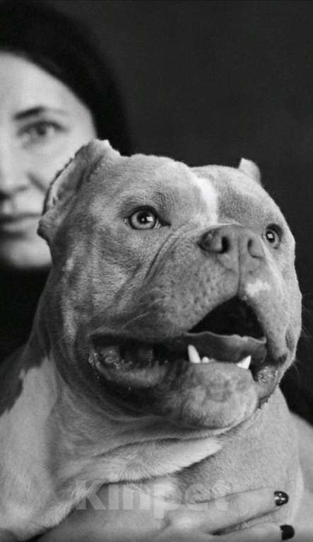 Собаки в Ижевске: АМЕРИКАНСКИЙ БУЛЛИ КОБЕЛЬ ВЯЗКА  Мальчик, 60 000 руб. - фото 2