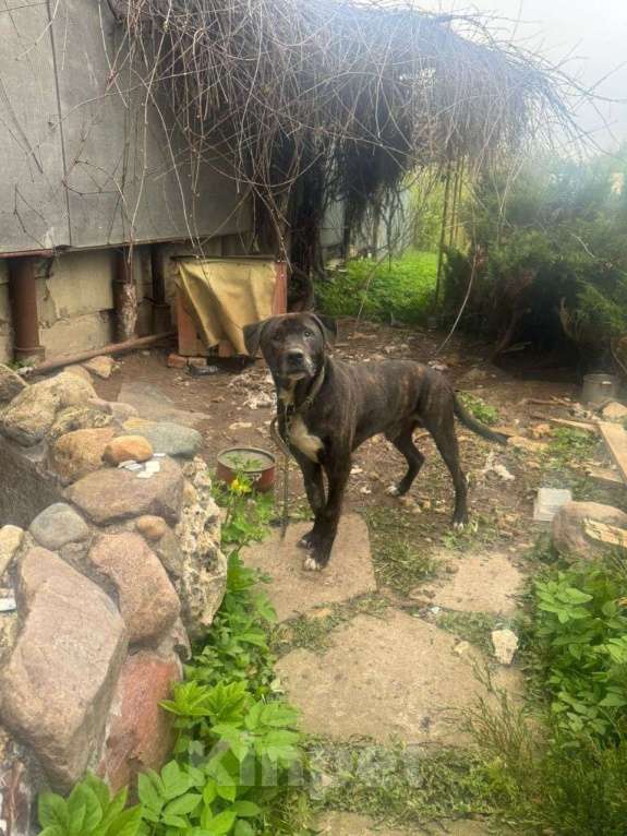 Собаки в Москве: собака (пес) Макс ищет дом Мальчик, Бесплатно - фото 5