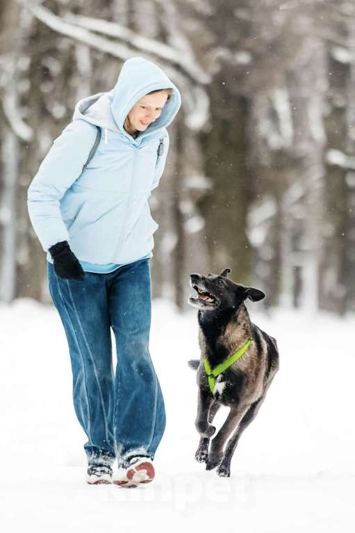 Собаки в Москве: Добрый Дали ищет дом Мальчик, Бесплатно - фото 3