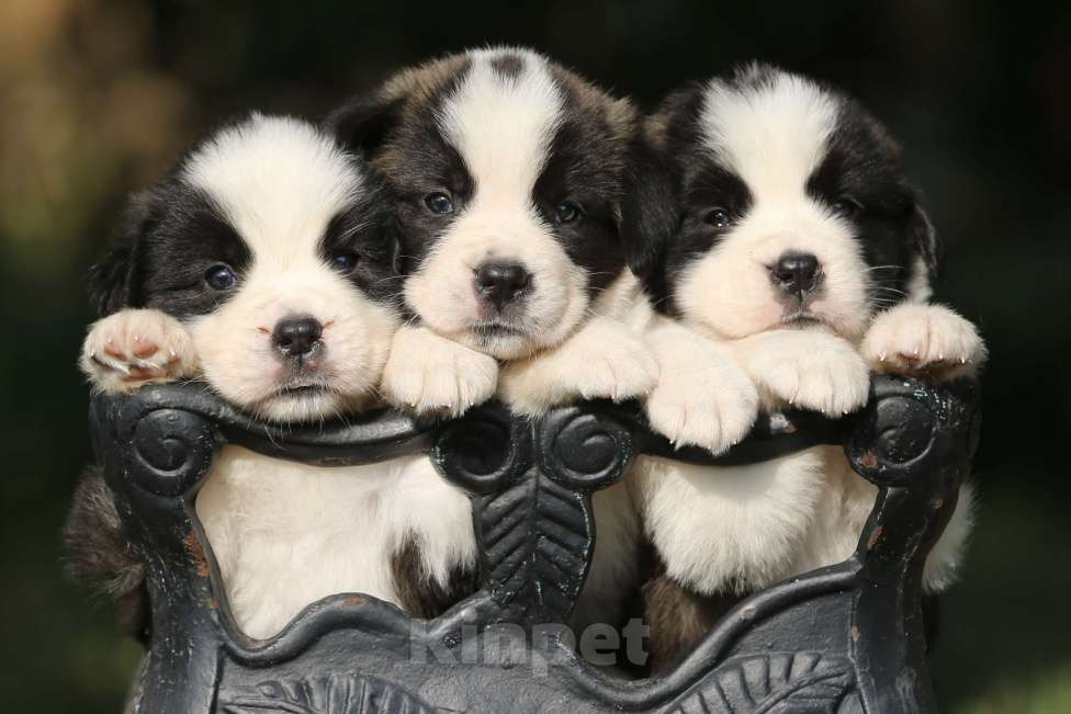 Собаки в Костроме: Щенки Сенбернара (Гигант, Друг, Сторож, няня) Девочка, Бесплатно - фото 5