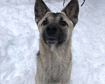 Собаки в Зеленограде: Туман ищет любящую семью Мальчик, Бесплатно - фото 4