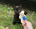 Кошки в Нижнем Тагиле: Черный котенок  Девочка, Бесплатно - фото 7
