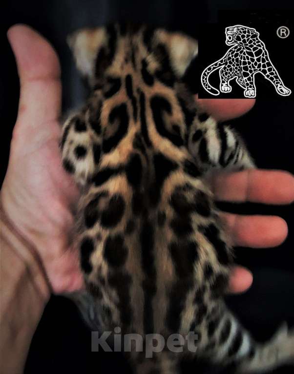 Кошки в Владивостоке: Бенгальский котенок. Профессиональный питомник Девочка, Бесплатно - фото 3