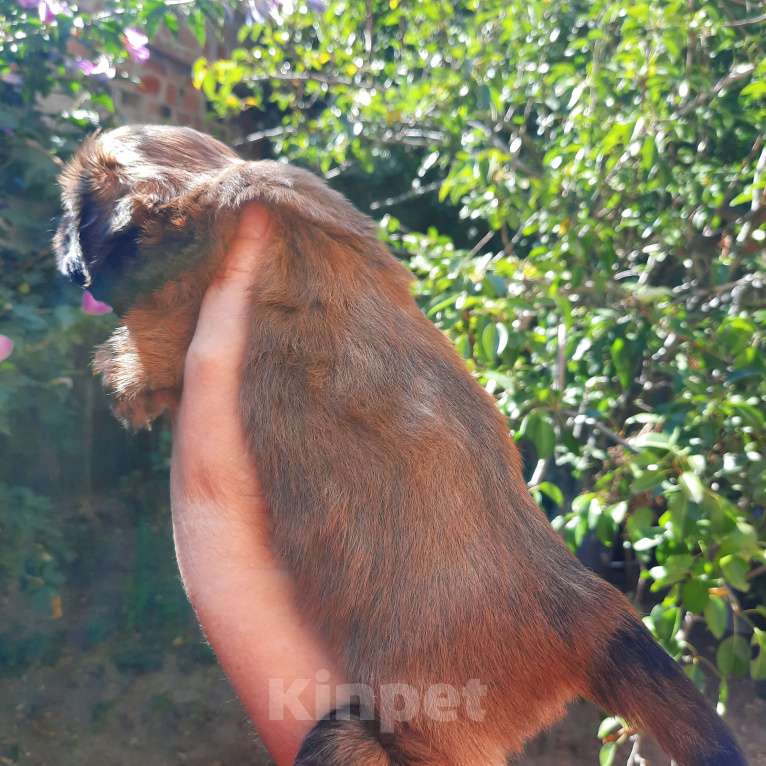 Собаки в Москве: Щенки ши-тцу девочки Девочка, 50 000 руб. - фото 4