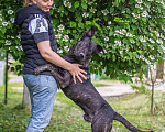Собаки в Москве: Молодой кобель породы алано эспаньол Донни ищет дом Мальчик, Бесплатно - фото 4
