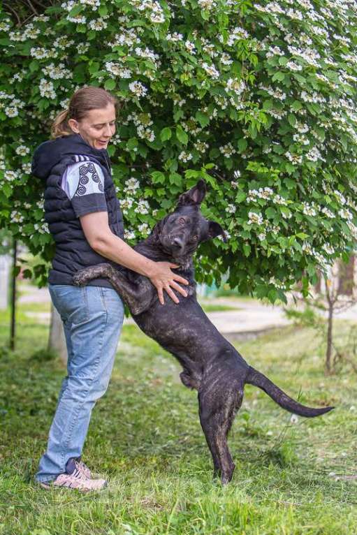 Собаки в Москве: Молодой кобель породы алано эспаньол Донни ищет дом Мальчик, Бесплатно - фото 4