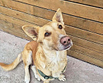 Собаки в Санкт-Петербурге: Умная и ласковая собака, метис корги, 1 год Девочка, Бесплатно - фото 7
