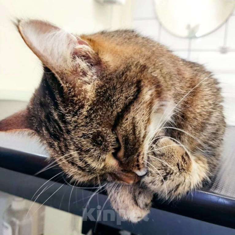 Кошки в Москве: Ласковую кошечку никто не замечает Девочка, Бесплатно - фото 4