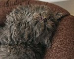 Кошки в Краснодаре: Котятки в добрые ручки Девочка, Бесплатно - фото 6