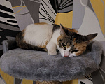 Кошки в Москве: Котенок в добрые руки Девочка, Бесплатно - фото 5