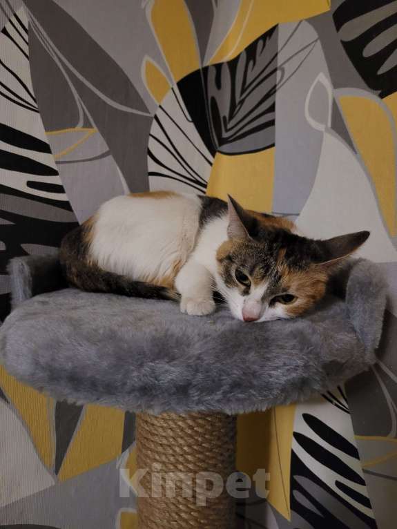 Кошки в Москве: Котенок в добрые руки Девочка, Бесплатно - фото 5