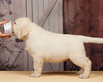 Собаки в Сертолово: Щенки лабрадора из профессионального питомника  Мальчик, Бесплатно - фото 2