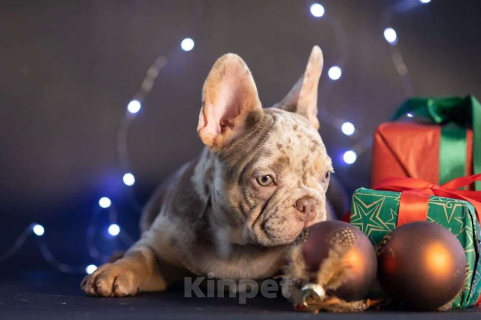 Собаки в Москве: Французский бульдог щенок Мальчик, 60 000 руб. - фото 4