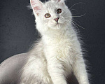 Кошки в Санкт-Петербурге: Мальчик ns 11 Мальчик, 100 000 руб. - фото 2