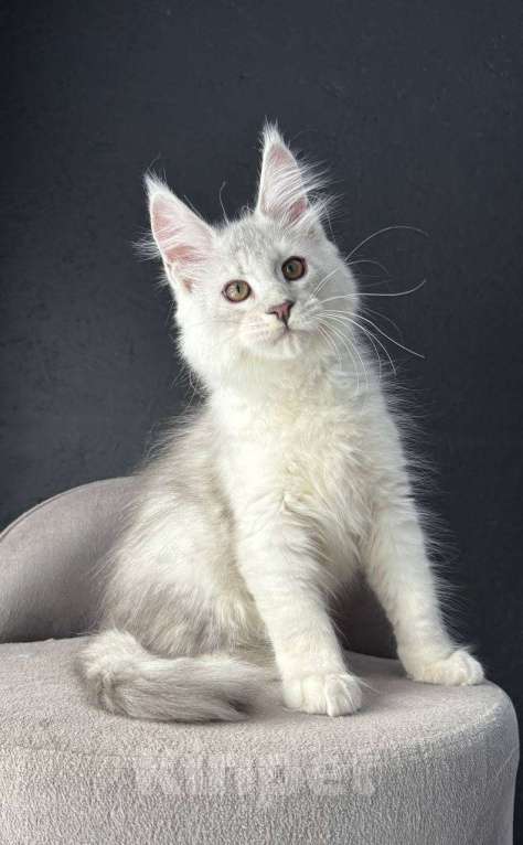 Кошки в Санкт-Петербурге: Мальчик ns 11 Мальчик, 100 000 руб. - фото 2