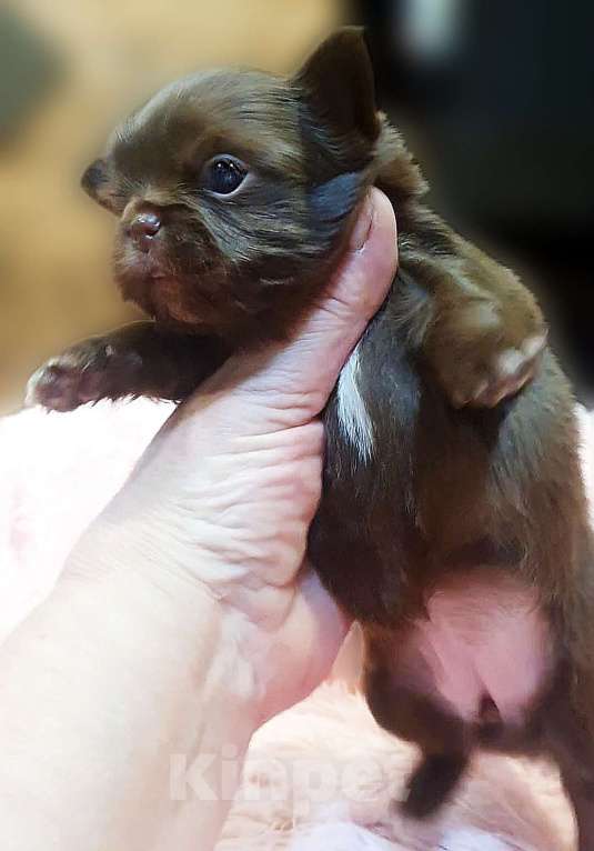 Собаки в Зеленограде: Чихуахуа красивая девочка Девочка, 70 000 руб. - фото 3