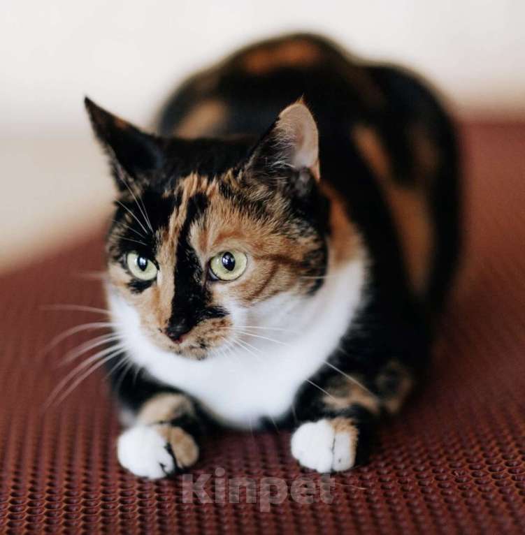 Кошки в Москве: ОЛИВКА ИЩЕТ ДОМ Девочка, Бесплатно - фото 5