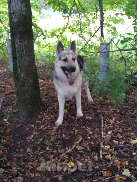 Собаки в Москве: В добрые руки Мальчик, Бесплатно - фото 4