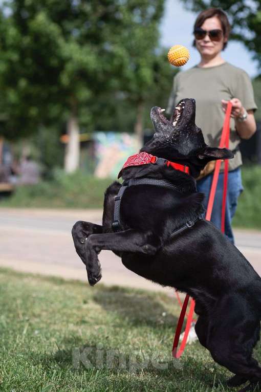 Собаки в Москве: Дружелюбный Неро ищет дом и семью! Мальчик, Бесплатно - фото 10