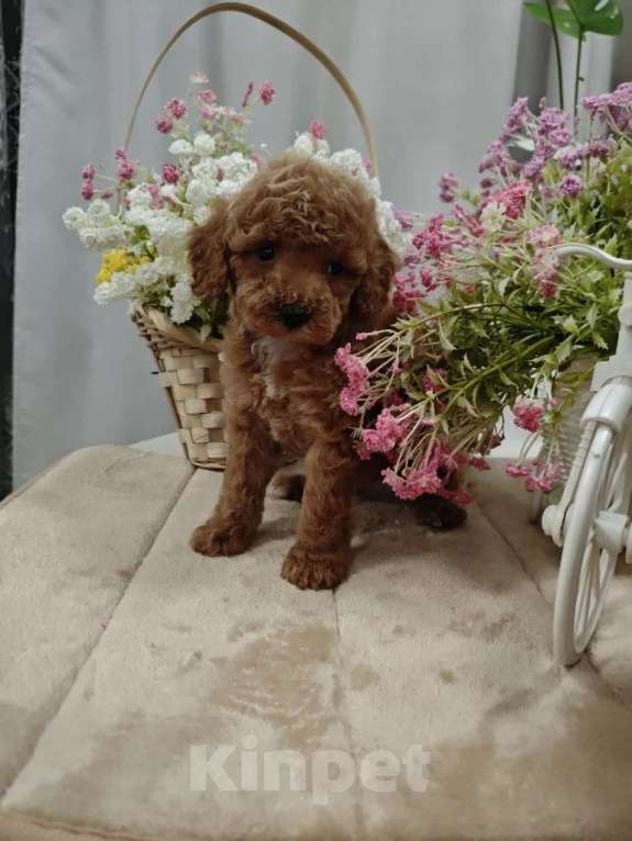 Собаки в Твери: Щенки пуделя. Разнополые, 60 000 руб. - фото 5