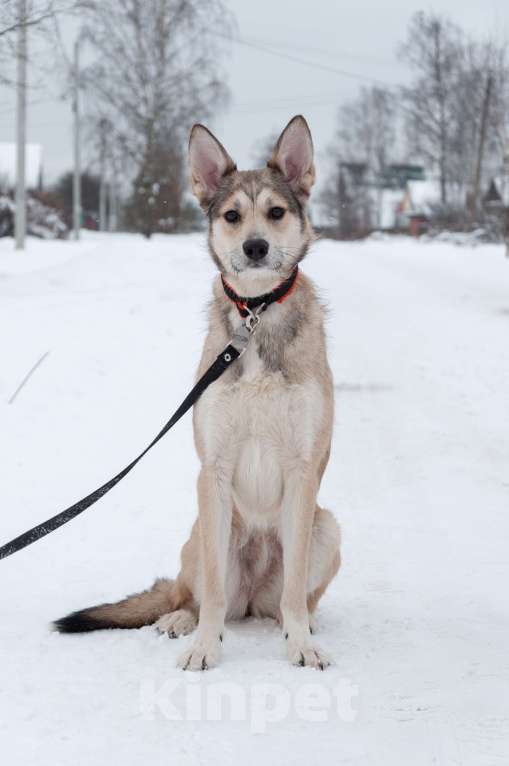 Собаки в Ногинске: Харизма, ум и манеры. Ваша будущая лучшая подруга уже здесь! Девочка, Бесплатно - фото 6