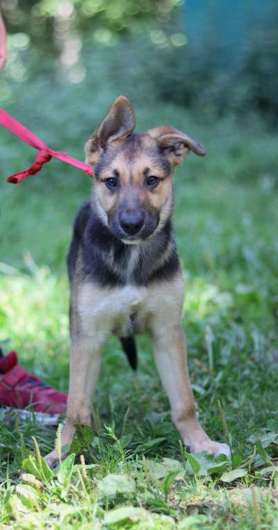 Собаки в Подольске: Ромашке очень нужен дом  Девочка, Бесплатно - фото 4