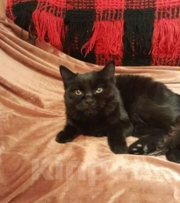 Кошки в Иркутске: В добрые руки Девочка, Бесплатно - фото 2