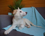 Собаки в Белоозёрском: Крошка Сью в добрые руки! Девочка, 100 руб. - фото 2
