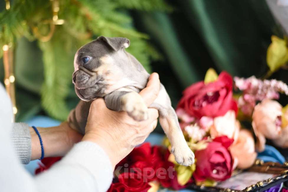Собаки в Москве: щенки французского бульдога Девочка, 80 000 руб. - фото 10