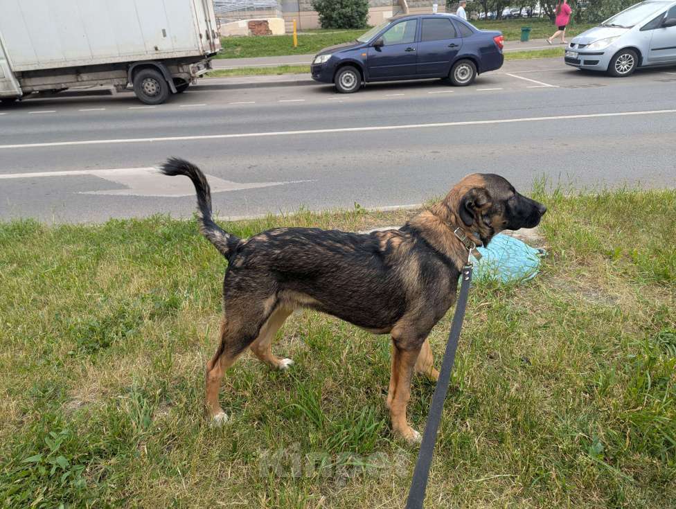 Собаки в Москве: Крупный щенок в добрые руки Мальчик, Бесплатно - фото 2