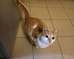Кошки в Набережных Челнах: Найдена кошка,   Девочка, Бесплатно - фото 1
