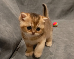 Кошки в Владимире: Шотландский прямоухий котёнок Мальчик, 45 000 руб. - фото 1