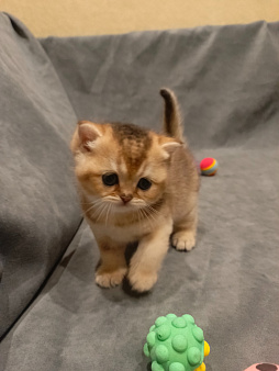 Шотландский прямоухий котёнок