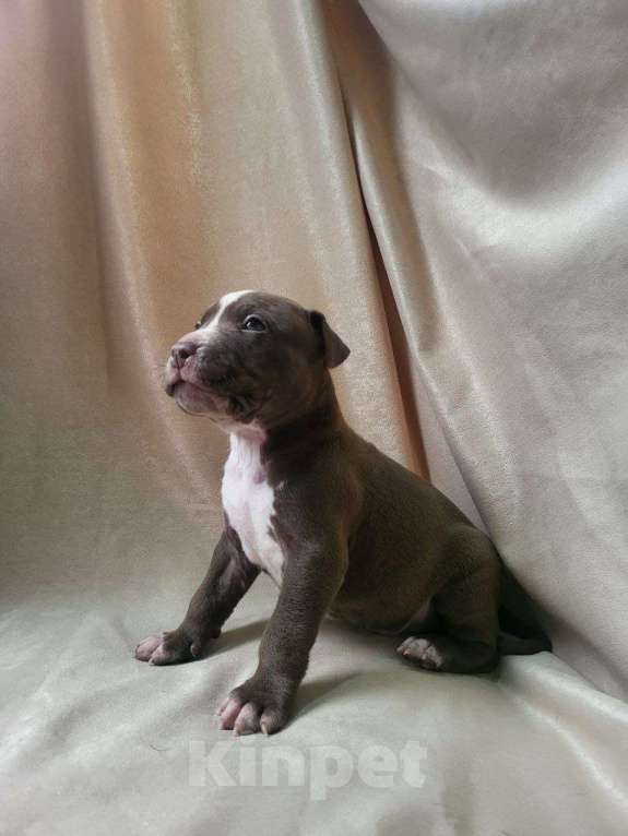 Собаки в Москве: Американский Булли XL Девочка, 350 000 руб. - фото 3