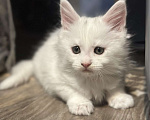 Кошки в Санкт-Петербурге: Продаются котята Мейн-ку, девочки Девочка, 35 000 руб. - фото 1