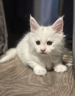 Продаются котята Мейн-ку, девочки