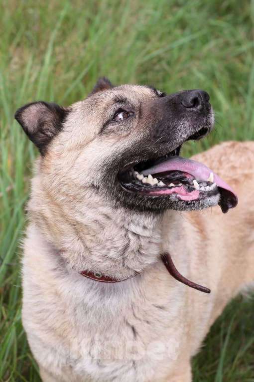 Собаки в Москве: Асторию еле спасли от живодёра  Девочка, Бесплатно - фото 5