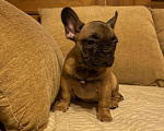 Собаки в Санкт-Петербурге: Шикарный мальчик французик !  Мальчик, 45 000 руб. - фото 3