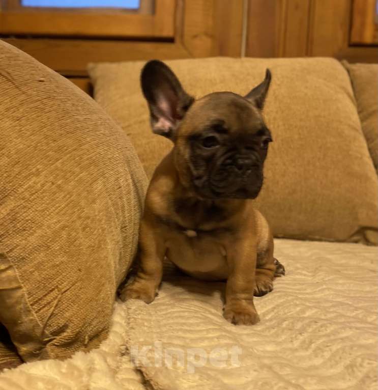 Собаки в Санкт-Петербурге: Шикарный мальчик французик !  Мальчик, 45 000 руб. - фото 3