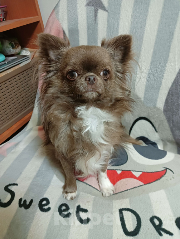 Собаки в Новосибирске: Подрощенный кобель Чихуахуа Мальчик, 25 000 руб. - фото 2