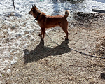Собаки в Усть-Илимске: Отдам щенков от лайки Девочка, Бесплатно - фото 4