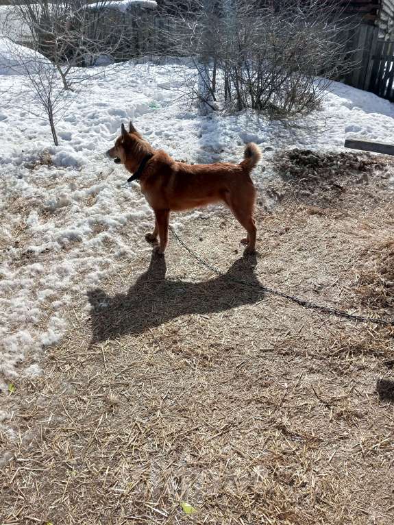 Собаки в Усть-Илимске: Отдам щенков от лайки Девочка, Бесплатно - фото 4