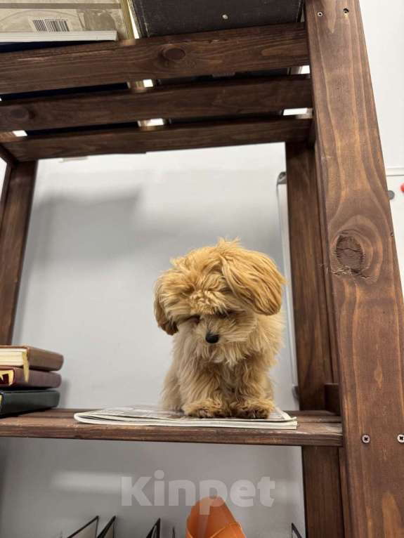 Собаки в Санкт-Петербурге: Мальтипу f1 Мальчик, 150 000 руб. - фото 3