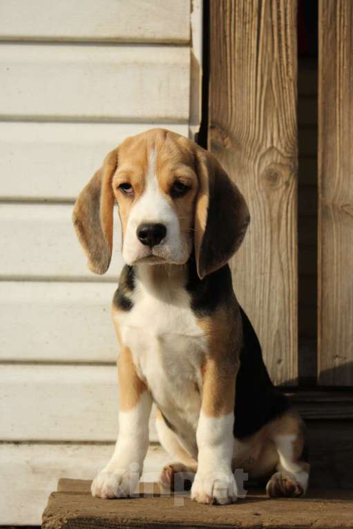 Собаки в Москве: Щенки Бигля  Мальчик, 70 000 руб. - фото 4