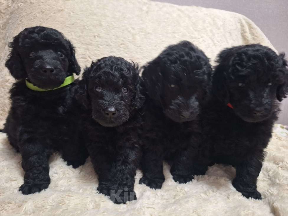 Собаки в Санкт-Петербурге: Пудель средний, сука черного окраса Девочка, 10 руб. - фото 1