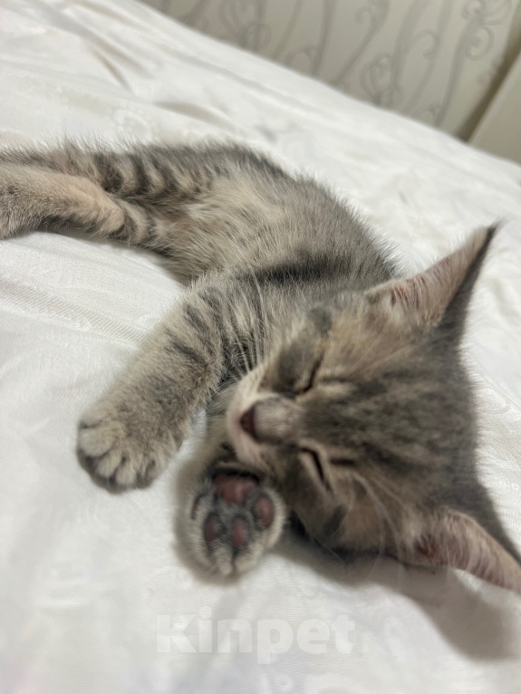 Кошки в Нижнекамске: Отдам котёнка в добрые руки Девочка, Бесплатно - фото 2