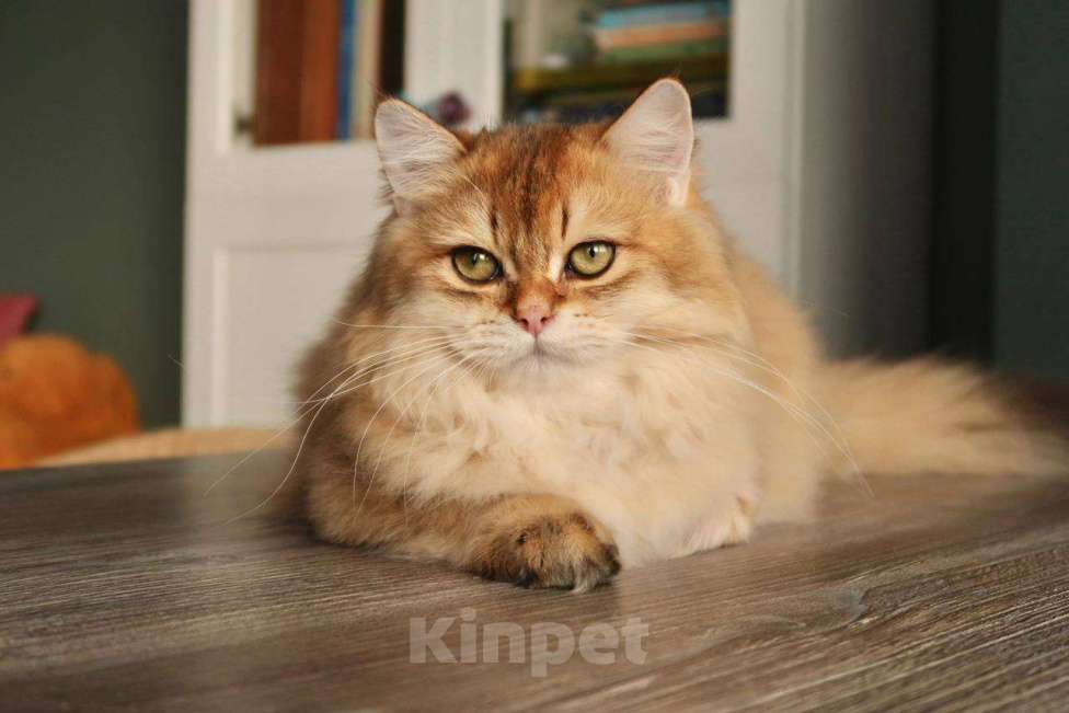 Кошки в Москве: Британский котенок Минхо Мальчик, 50 000 руб. - фото 4